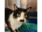 Adopt Stache a Domestic Shorthair / Mixed (short coat) cat in Toms River
