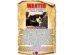 Adopt Peewee a Domestic Short Hair