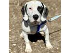 Adopt Winston a Beagle, Basset Hound