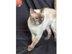 Adopt Z - Calliope a Cream or Ivory (Mostly) Siamese / Mixed (short coat) cat in