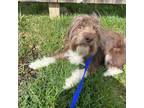 Adopt Chester a Wirehaired Terrier