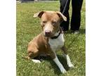 Adopt Baylor and Colt in King William VA a White - with Brown or Chocolate Pit