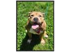 Adopt Gingerbread a Tan/Yellow/Fawn Staffordshire Bull Terrier / Mixed dog in