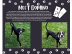 Adopt Domino in Colonial Heights VA a Black - with White Pit Bull Terrier /