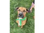 Adopt Tucker a Brown/Chocolate - with Black Mixed Breed (Medium) dog in