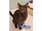 Adopt Squiggy (Squiggman) a Domestic Shorthair / Mixed (short coat) cat in Port