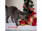 Adopt Lenny (Kosnowski) a Domestic Shorthair / Mixed (short coat) cat in Port