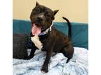 Adopt Sosa a American Pit Bull Terrier / Mixed dog in Christiansburg