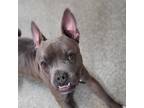 Adopt Momoa a Pit Bull Terrier, Boston Terrier