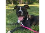 Adopt Gomez a Boxer, Pit Bull Terrier
