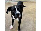 Adopt Gomez a Boxer, Pit Bull Terrier