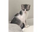 Adopt KITTEN DART a Gray or Blue (Mostly) Domestic Mediumhair / Mixed (medium