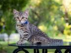 Adopt KITTEN BARBIE a Gray, Blue or Silver Tabby Domestic Mediumhair / Mixed cat