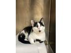 Adopt Billy- Bonded with Betty a Domestic Short Hair
