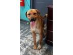 Adopt Roger #150 a Labrador Retriever