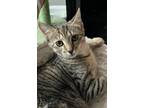 Adopt KITTEN FOXY LADY a Gray, Blue or Silver Tabby Domestic Mediumhair / Mixed