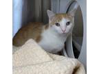 Adopt Faulkner a White Domestic Shorthair / Domestic Shorthair / Mixed cat in