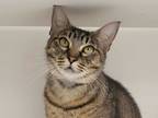 Adopt Rain a Gray or Blue Domestic Shorthair / Domestic Shorthair / Mixed cat in