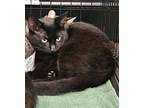 Adopt BeBe N a All Black Domestic Shorthair / Mixed (short coat) cat in Trenton