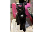 Adopt Natalie a Black (Mostly) Domestic Shorthair / Mixed (short coat) cat in