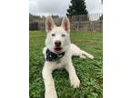 Adopt Nala a Tricolor (Tan/Brown & Black & White) Husky / Alaskan Malamute dog