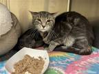 Adopt 2306-1488 Chi Pizza a Gray, Blue or Silver Tabby Domestic Shorthair /