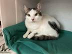 Adopt Speck a White Domestic Shorthair / Domestic Shorthair / Mixed cat in