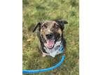 Adopt Bear a Black Australian Kelpie / Mixed dog in Fishers, IN (38649415)