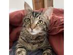 Adopt Arthur a Domestic Short Hair