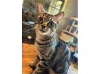 Adopt Lele a Tan or Fawn Tabby Domestic Shorthair / Mixed (short coat) cat in