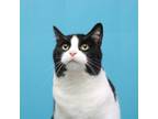 Adopt Jenga a Domestic Short Hair