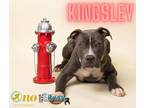 Adopt Kingsley a Gray/Blue/Silver/Salt & Pepper American Pit Bull Terrier /