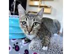 Adopt Athena Oak a Brown or Chocolate Domestic Shorthair / Mixed cat in Mission