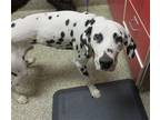 Adopt Samuel a Dalmatian / Mixed dog in Fort Collins, CO (38886295)