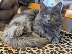 Adopt Sylvie a Domestic Longhair / Mixed (long coat) cat in Hyde Park