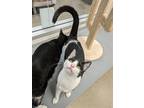 Adopt Tipsy a Black & White or Tuxedo Domestic Shorthair / Mixed cat in San