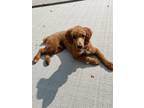 Adopt Carlo a Red/Golden/Orange/Chestnut Poodle (Miniature) / Mixed dog in East