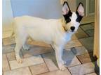 Adopt Halo a White - with Black Australian Cattle Dog / Mixed dog in Columbus