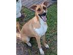 Adopt Luna a Mixed Breed (Medium) / Mixed dog in Ocala, FL (38864178)
