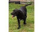 Adopt Barney a Black - with White Labrador Retriever / American Staffordshire