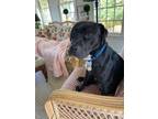 Adopt Mixmaster a Black Mixed Breed (Large) / Mixed dog in West Chester