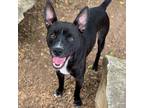 Adopt Tobey a Black Mixed Breed (Medium) / Mixed dog in Carrollton