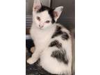 Adopt Woodvale Kitten 3 a Domestic Shorthair / Mixed (short coat) cat in