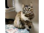 Adopt Kitty Hex a Domestic Longhair / Mixed (long coat) cat in Fremont