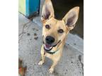 Adopt Heidi a Cattle Dog / Mixed Breed (Medium) / Mixed dog in Warren