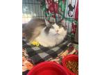 Adopt Ajani a Ragdoll / Mixed (short coat) cat in Newberg, OR (38761961)