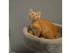 Adopt Garfield a Orange or Red Domestic Mediumhair / Mixed cat in Texas City