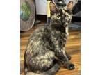 Adopt Squat a Tortoiseshell Domestic Shorthair / Mixed (short coat) cat in