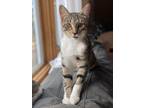 Adopt (bj) Stella a Domestic Shorthair / Mixed (short coat) cat in Fargo