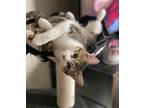 Adopt (bj) Mollie a Domestic Shorthair / Mixed (short coat) cat in Fargo